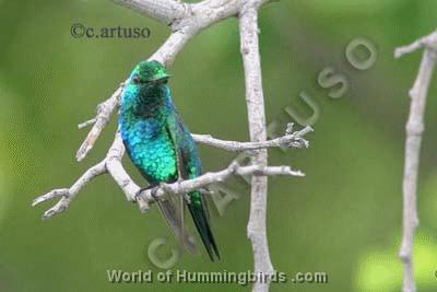 Hummingbird Garden Catalog: Shining-Green Hummingbird